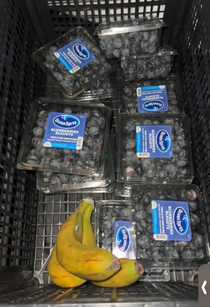 Plastic containers of blueberries and a bunch of bananas found as dumpster diving treasures in a neighborhood setting.