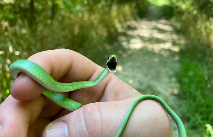 Close-up of a tiny green baby snake held gently outdoors, showcasing one of the cutest baby animal pics with an aww-worthy expression.