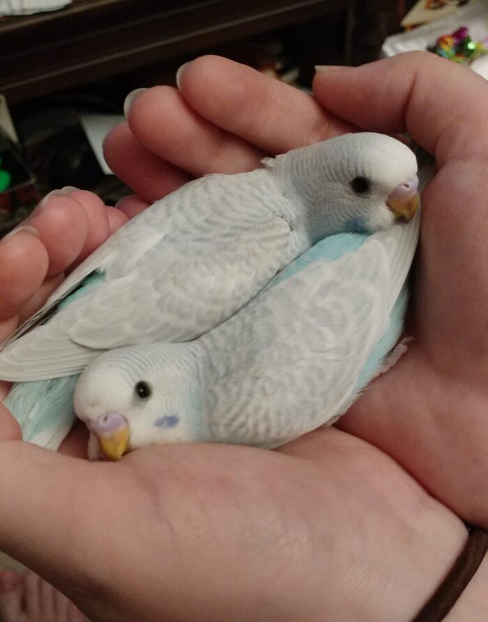 Two cute baby birds resting gently in a person's hands, showcasing adorable baby animal charm.