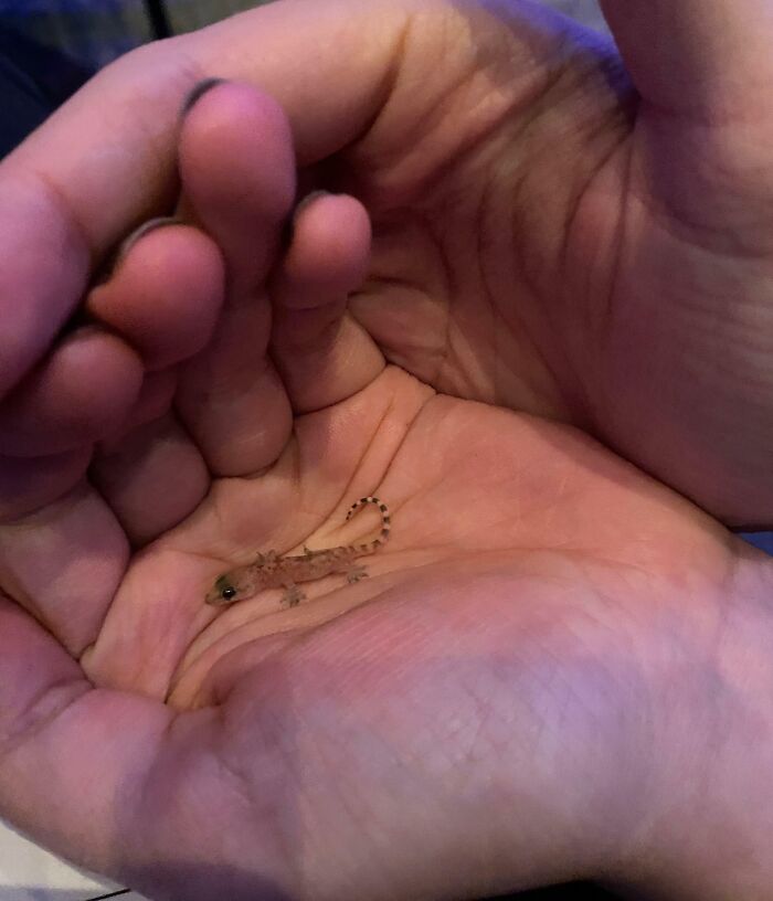 Tiny baby gecko resting gently in cupped hands, showcasing one of the cutest baby animal pics for an aww-worthy moment.