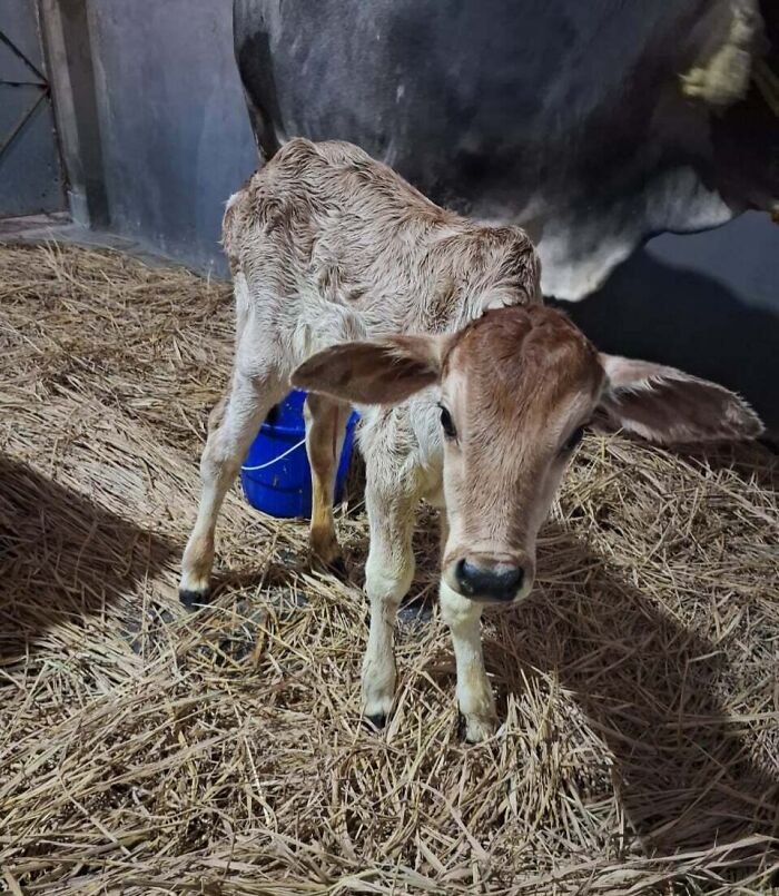Cute baby animal calf standing on straw inside a barn, highlighting adorable baby animal pics.