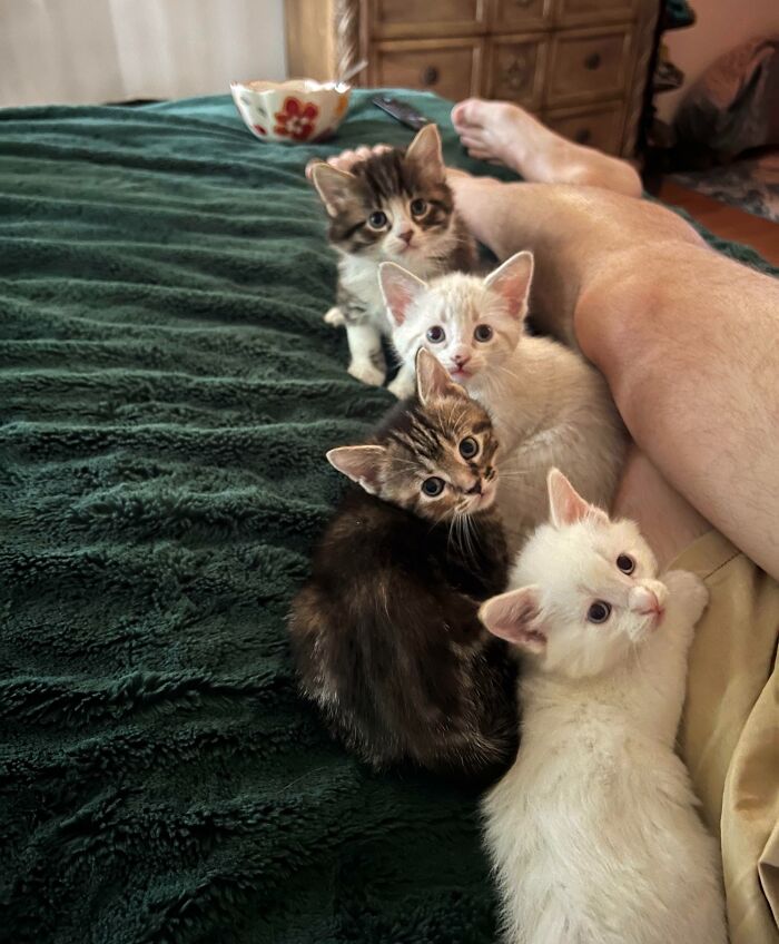 Four cute baby kittens cuddling on a green blanket next to a person's leg in a cozy indoor setting.