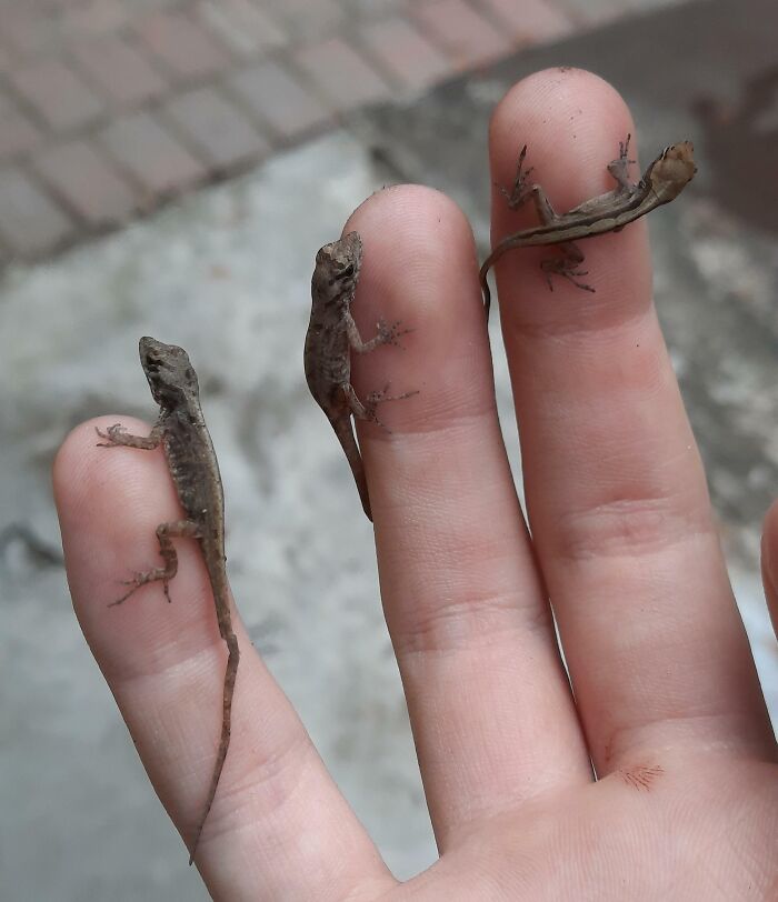 Three tiny baby lizards resting on a person's fingers, showcasing cute baby animal close-up details.