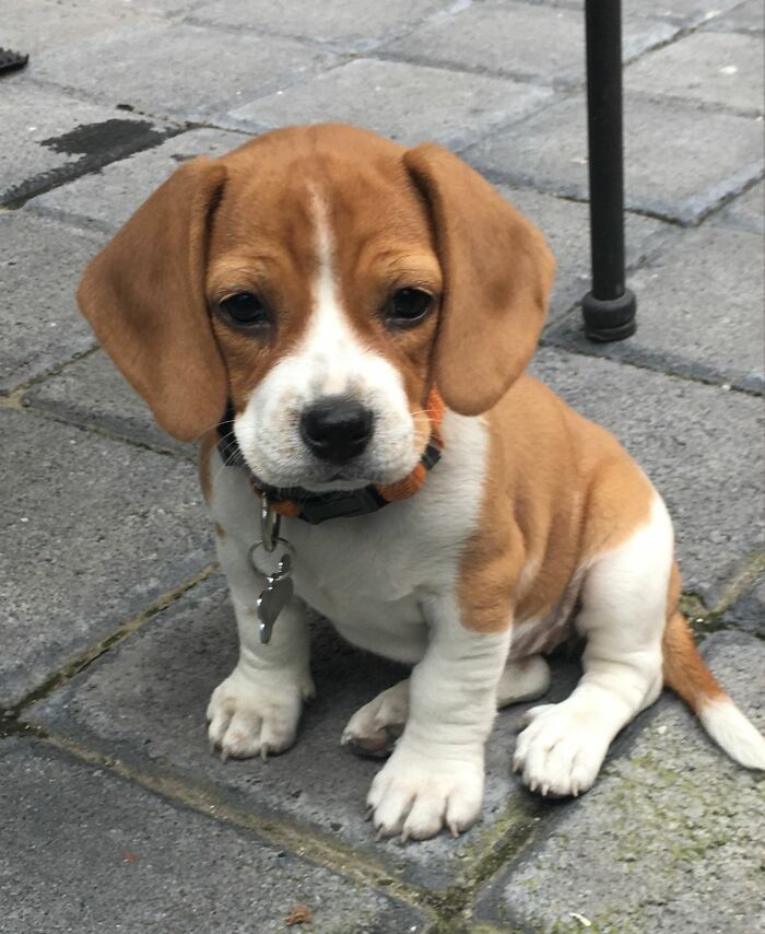 Cute baby animal puppy with brown and white fur sitting on stone pavement wearing a collar and tag outdoors
