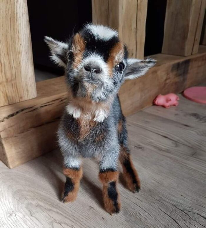 Cute baby animal standing on wooden floor near rustic furniture, showcasing adorable and charming features.