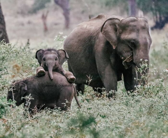 Two cute baby elephants playing in the wild with an adult elephant nearby in a natural grassy setting.