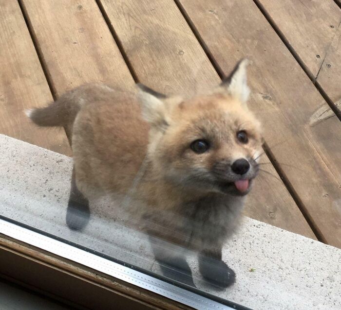 Cute baby fox looking through a glass door with its tongue out on a wooden deck in a charming baby animal pic.