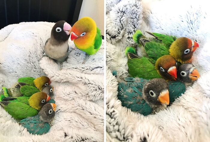 Several cute baby birds perched closely together on a soft blanket, showcasing adorable baby animal charm.