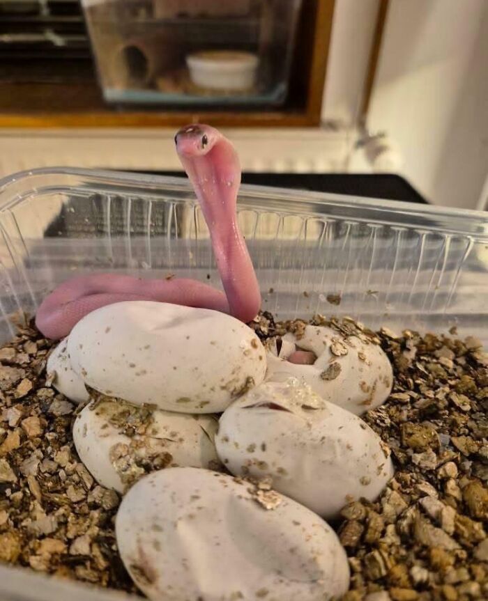 Newly hatched baby snake emerging from eggs in a container, showcasing one of the cutest baby animal pics.
