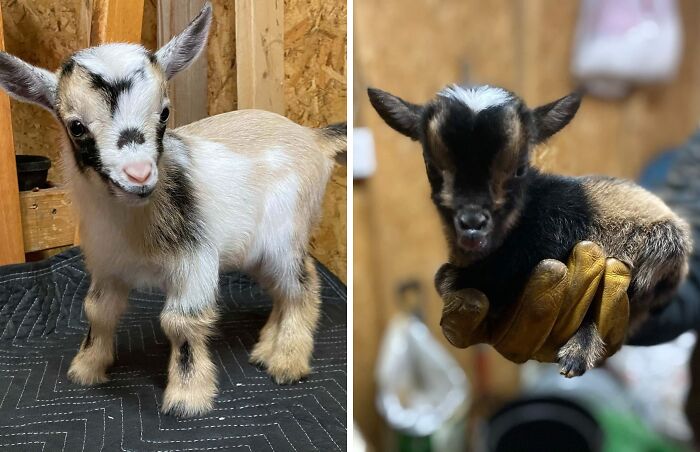 Two adorable baby goats with soft fur, showcasing cute baby animal charm in a cozy indoor setting.