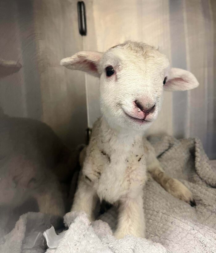 Adorable baby lamb looking at the camera, one of the cute baby animal pics that evoke warm and heartwarming reactions.