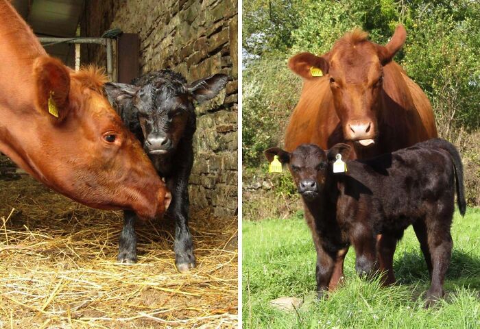 Mother cow nuzzling and standing protectively with her cute baby calf in barn and green field baby animal pics