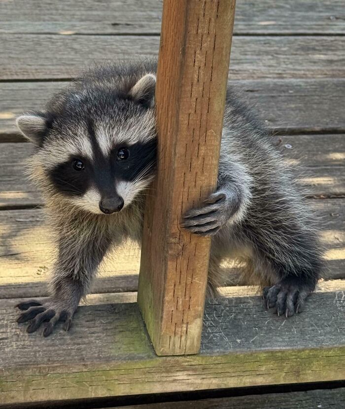 Cute baby raccoon clinging to a wooden post on a deck, showcasing adorable baby animal charm.