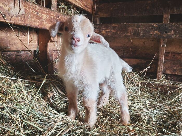 Baby goat standing on hay inside a wooden barn, showcasing one of the cutest baby animal pics to inspire aww reactions.