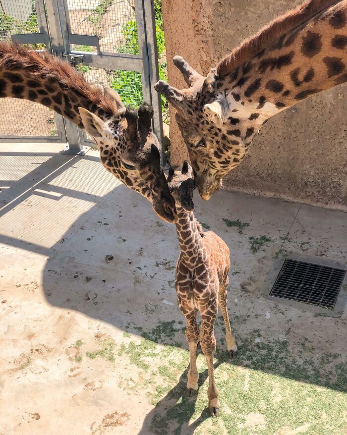 Two adult giraffes gently nuzzling a cute baby giraffe in a sunlit enclosure, showcasing adorable baby animal moments