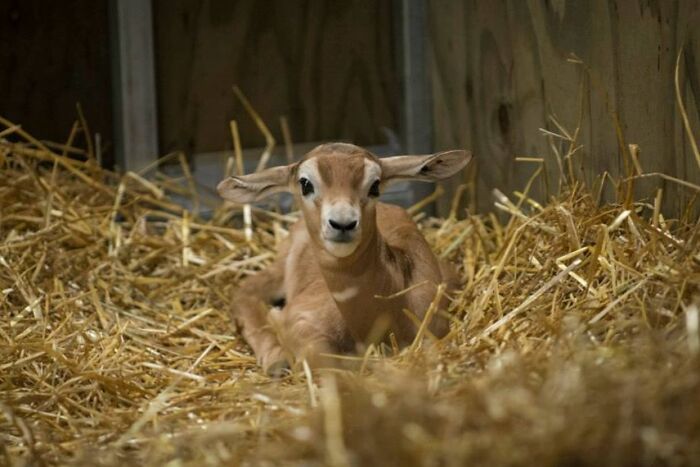 Baby animal lying on straw in a barn, showcasing one of the cutest baby animal pics to warm hearts and inspire aww reactions.