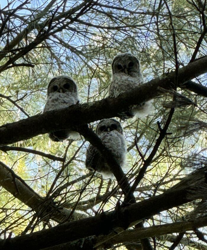 Three cute baby owls perched on tree branches surrounded by leaves in a natural outdoor setting.