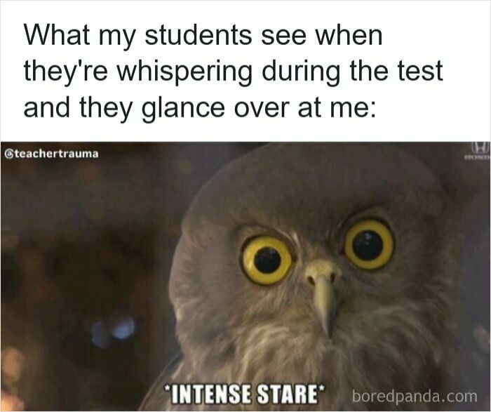 Owl with intense stare representing teacher reaction to students whispering during a test funny meme for teachers.
