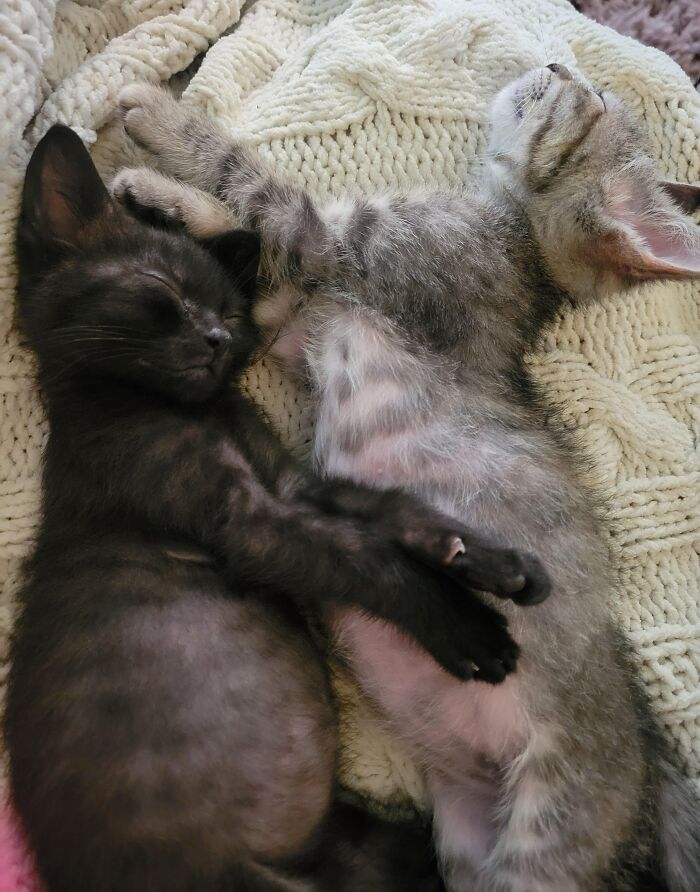 Two cute baby kittens peacefully sleeping together on a soft knitted blanket, showcasing adorable baby animal pics.