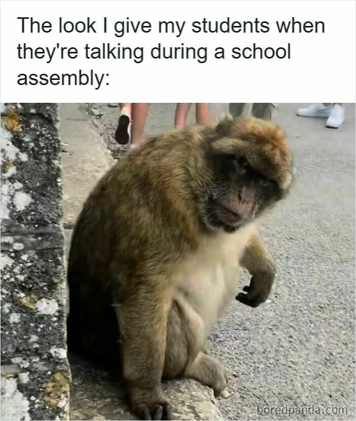 Monkey giving a serious look representing teachers in funny memes for teachers who deserve a raise and a nap