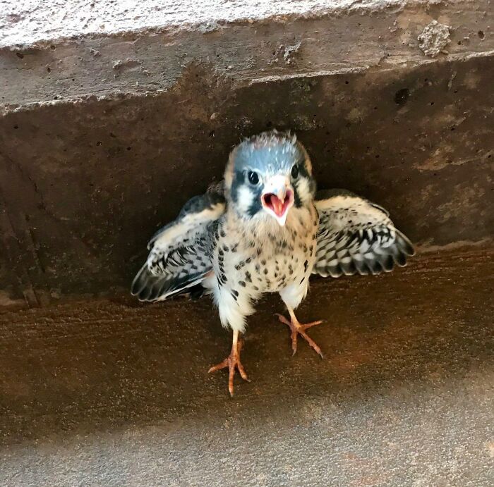 Cute baby bird with wings spread under a ledge, displaying adorable features in a natural setting.