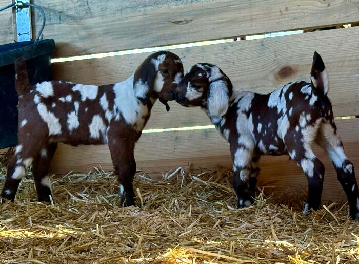 Two cute baby goats with brown and white spots nuzzling each other inside a wooden pen with straw bedding.