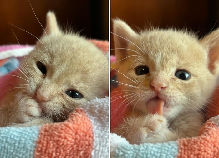Two close-up images of a cute baby kitten wrapped in a colorful towel, showcasing adorable baby animal features.