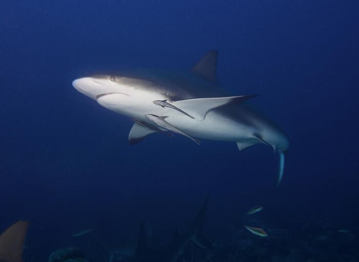 A close-up of a shark swimming deep in the ocean surrounded by fish, illustrating weird and fascinating ocean life.
