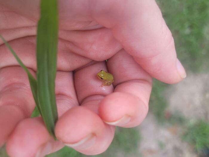 Tiny baby frog resting gently in a hand surrounded by green grass, showing cute baby animal charm and nature’s small wonders.