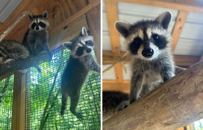 Two cute baby raccoons climbing and perched on wooden branches inside a natural light enclosure.