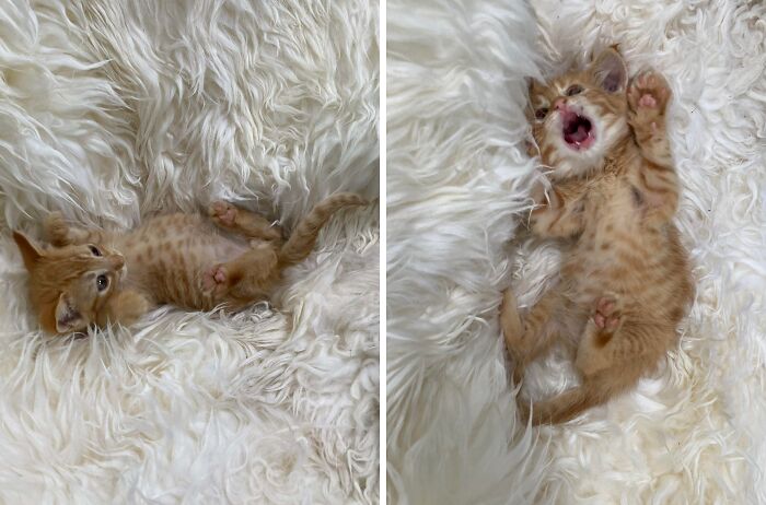 Two adorable baby kittens lying and playing on a soft white fluffy blanket, showcasing cute baby animal charm.