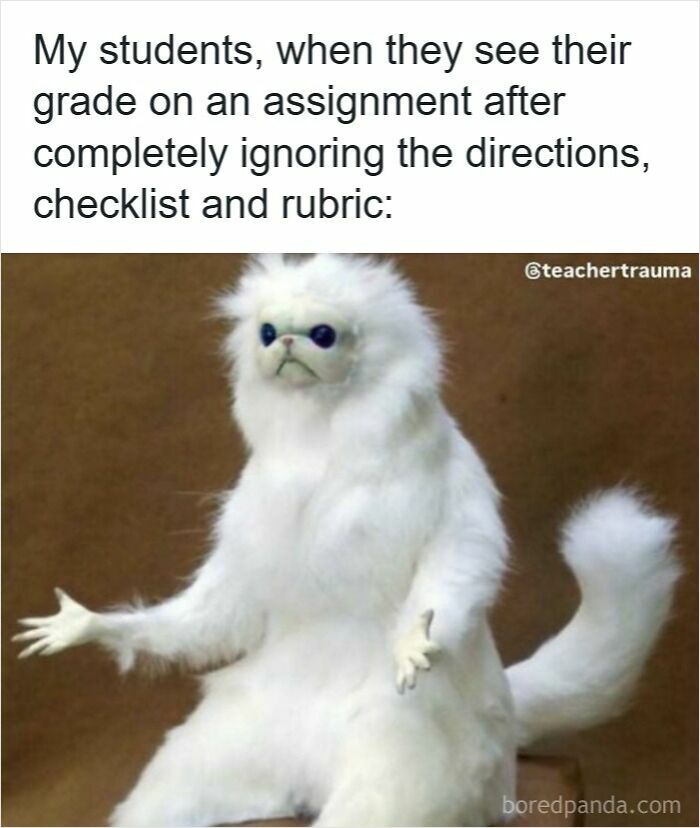 Confused white cat meme representing students ignoring assignment directions in funny memes for teachers.