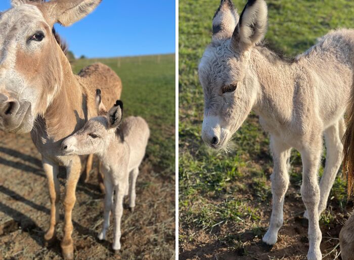 Two adorable baby donkeys standing outdoors on a sunny day, showcasing cute baby animal charm.