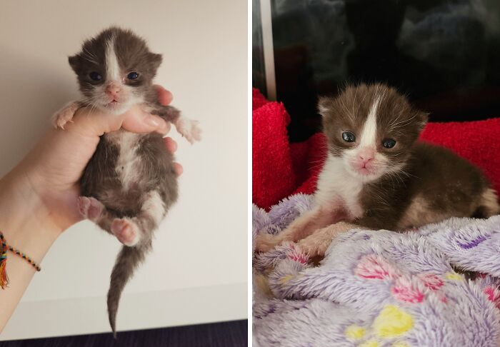 Newborn kitten with big eyes held in hand and resting on a colorful blanket showcasing cute baby animal pics.