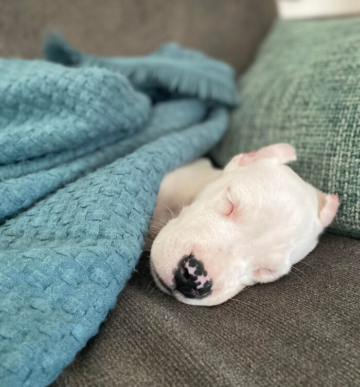 Sleeping white puppy with a spotted nose resting on a couch, covered partially by a blue blanket, cute baby animal pic.