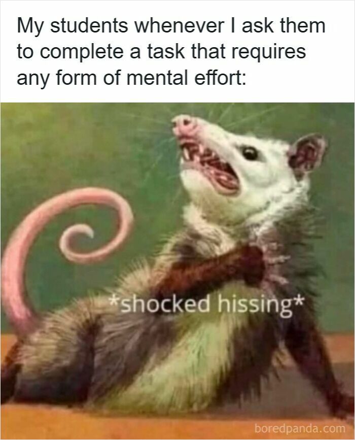 Possum reacting with shocked hissing caption illustrates funny memes for teachers dealing with students avoiding mental effort.