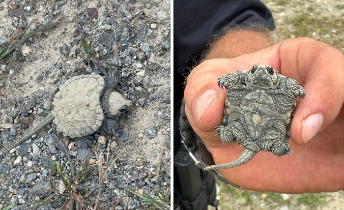Baby snapping turtle blending with gravel and being held gently, showcasing cute baby animal charm and natural camouflage.