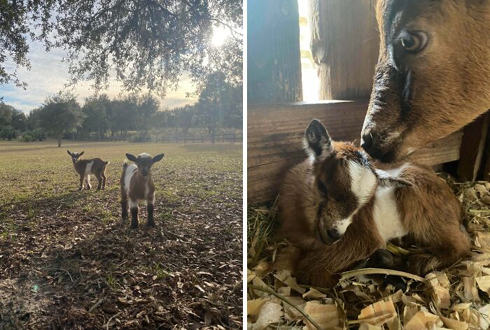 Two cute baby goats outdoors and a close-up of a mother goat nuzzling her resting kid in a barn setting.