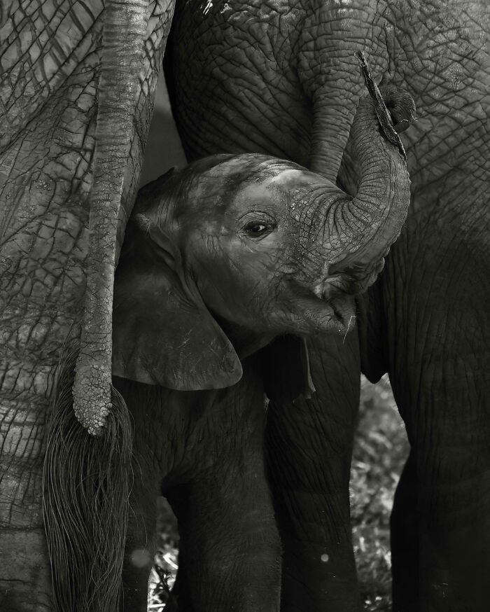 Baby elephant nestled between adult elephants showcasing cute baby animal charm in a touching nature moment.