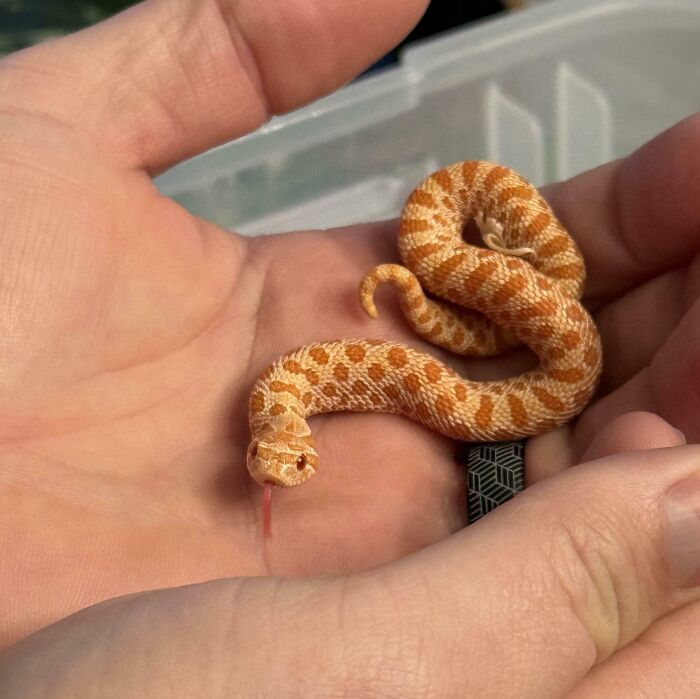 Tiny orange baby snake with patterned scales resting curled up on a person's hand in a close-up shot of cute baby animals.