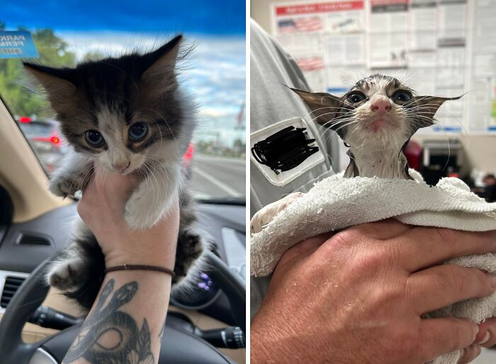 Two adorable baby kittens, one fluffy and dry, the other wet and wrapped in a towel, showcasing cute baby animals.