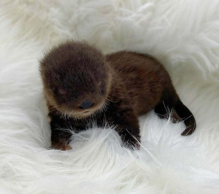 Newborn baby otter resting on soft white fur, showcasing the cutest baby animal moments for adorable animal pics.