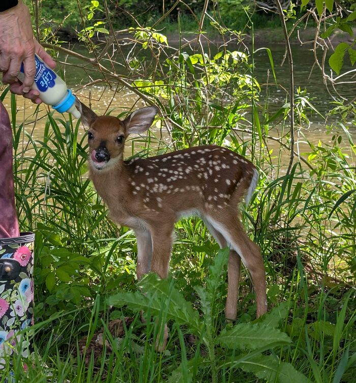 Baby deer being hand-fed with a bottle in a green outdoor setting, showcasing cute baby animal pics with nature background.