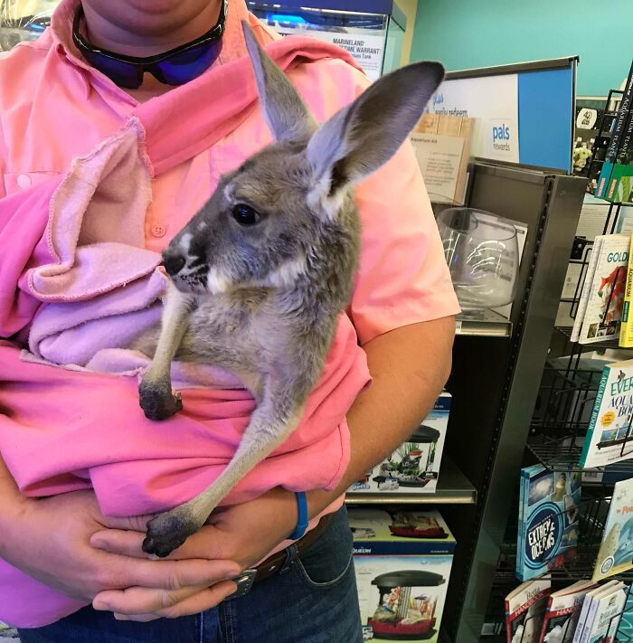 Person holding a cute baby kangaroo wrapped in a pink blanket inside a store with books and aquariums visible.