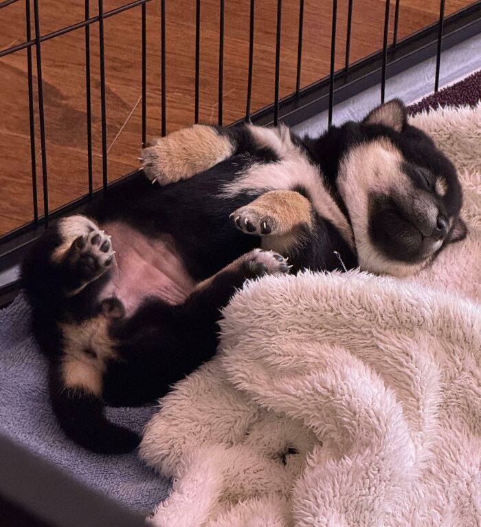Sleeping baby dog lying on its back in a cozy blanket inside a cage, showing cute baby animal charm.