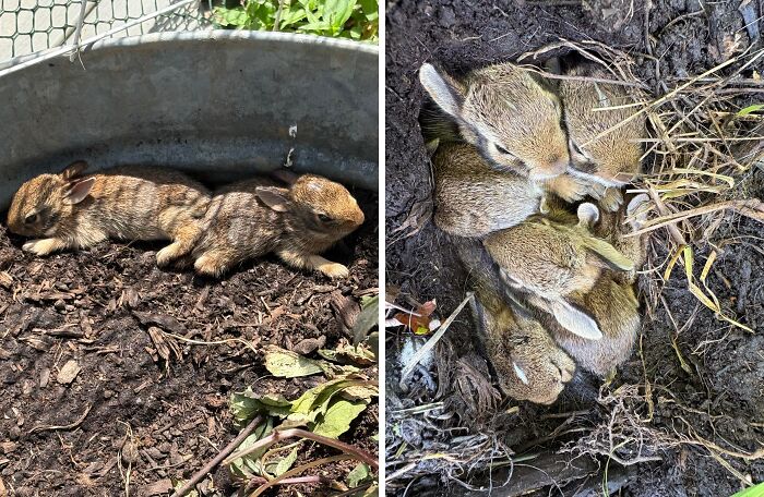 Two photos of cute baby bunnies nestled in soil and surrounded by greenery and natural debris.