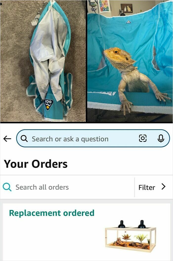 Folded blue chair versus a blue chair occupied by a lizard, illustrating careless online shopping backfired fails.