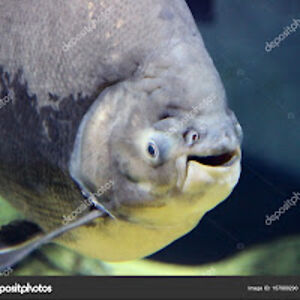 johnnorth-shea avatar