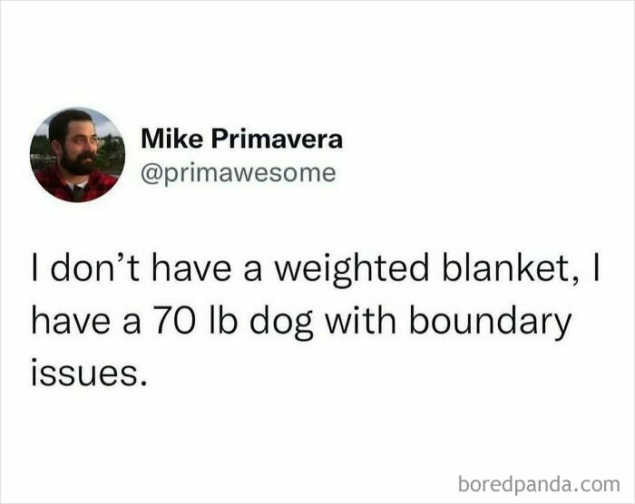 Tweet by Mike Primavera humorously comparing a 70 lb dog with boundary issues to a weighted blanket in prime awesome tweets.