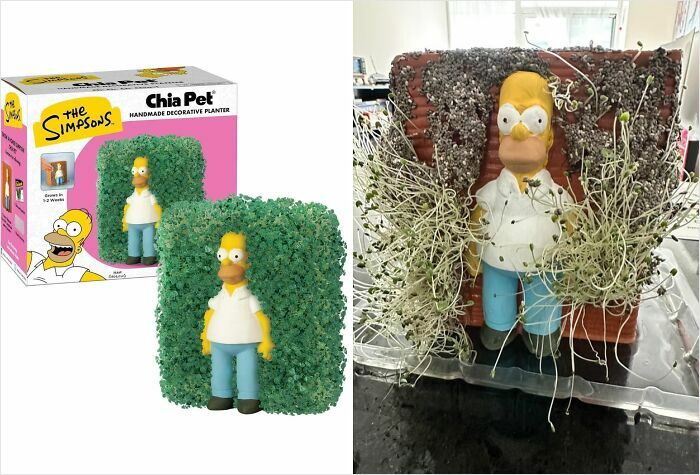 Side-by-side comparison of a Simpsons Chia Pet planter idealized versus the actual overgrown and messy planter fail from careless online shopping.